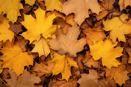 秋季黄色的树叶图片
