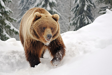 户外雪地中的熊图片