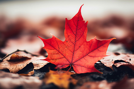 秋季掉落的树叶背景图片