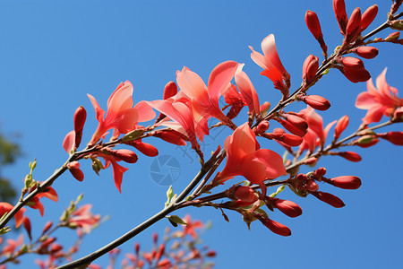 户外树枝上的花图片