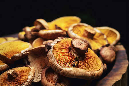 可食用的蘑菇图片