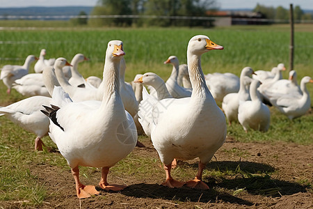 人工养殖的白鹅群图片