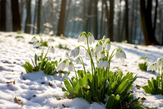 冬季树林中的雪莲花图片