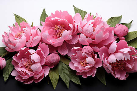 粉红色的牡丹花背景图片
