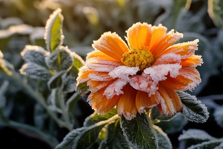 冬季霜冻的金盏花图片