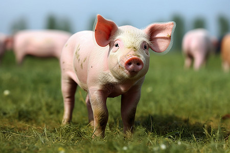 农场中养殖的猪崽图片