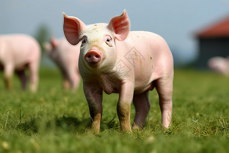 乡村农场中养殖的猪崽图片