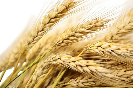 农业种植的小麦作物图片
