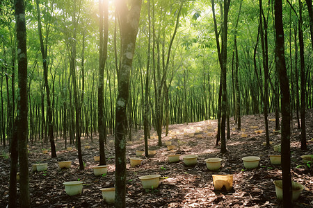 乳胶工厂的乳胶树种植基地背景