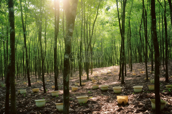 乳胶工厂的乳胶树种植基地图片