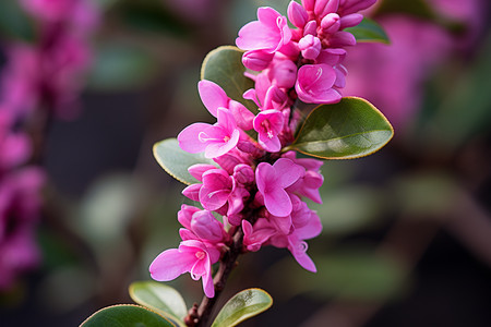 美丽的丁香花图片