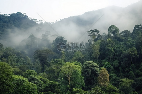 夏季迷雾笼罩的森林景观图片