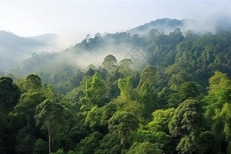 迷雾笼罩的森林景观图片