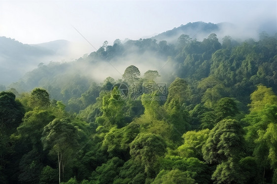 迷雾笼罩的森林景观图片