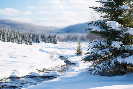 冬天白色的森林图片