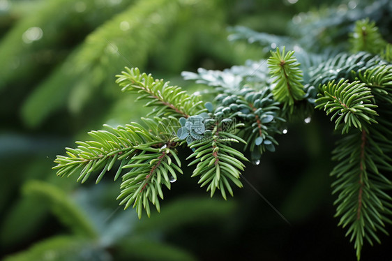 台湾冷杉植物图片