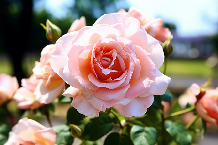 夏天盛开的玫瑰背景图片