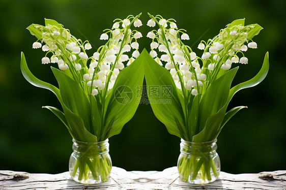铃兰花植物图片