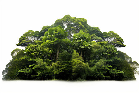 森林茂盛的植物图片