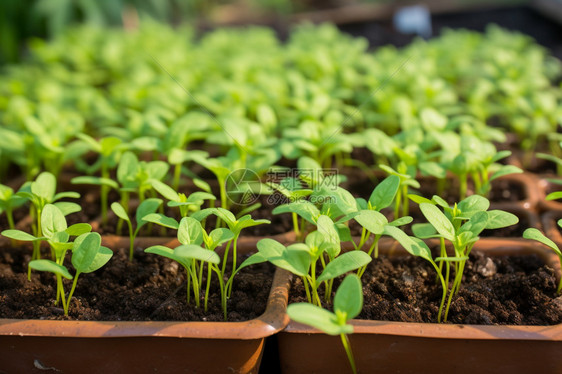 绿色植物种植园图片