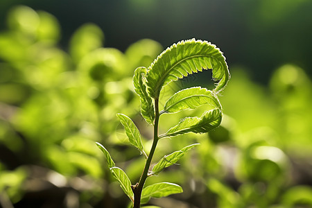 绿色的维管孢子植物图片