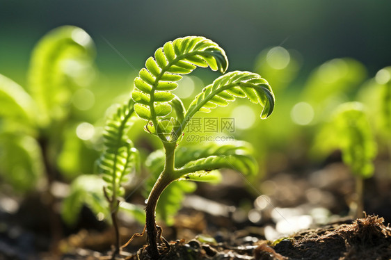 维管孢子野生植物图片