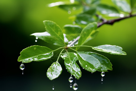 雨天的树叶图片