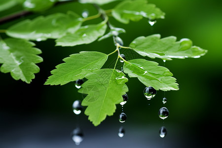 雨水冲洗的叶子图片