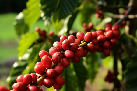 树上的咖啡豆图片