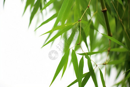 雨后的竹叶图片