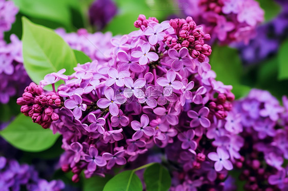 漂亮的丁香花图片