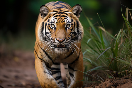 丛林中野生的孟加拉虎图片