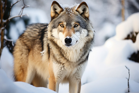 冬季山林中的野生灰狼图片