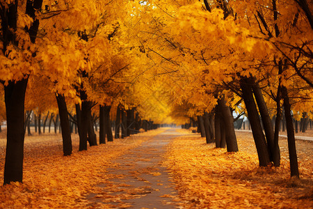 美丽的秋天森林公园景观图片