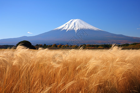 著名风景名胜的富士山景观图片