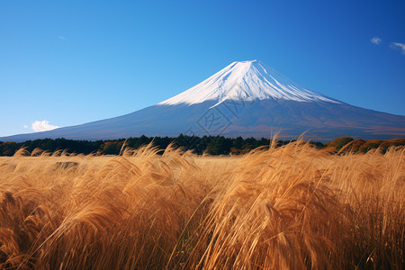 美丽的秋天富士山景观图片