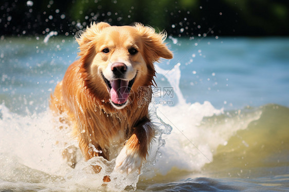 夏季海滩上奔跑玩水的金毛犬图片
