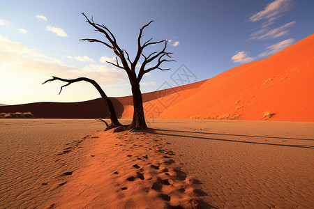 美丽的沙丘沙漠景观图片