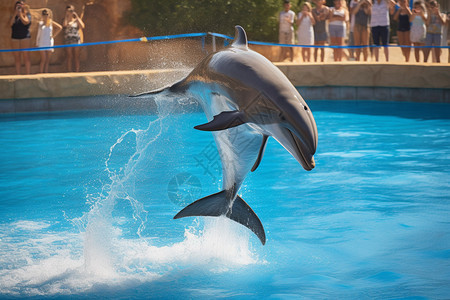 动物园中跳跃表演的海豚图片