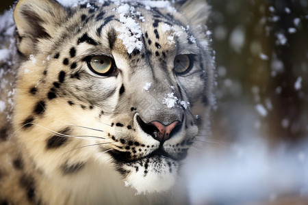 危险的雪豹动物图片