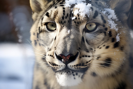 冬天的雪豹动物图片