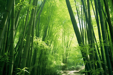 绿色竹林背景图片