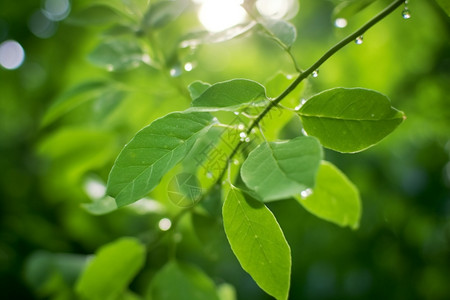 雨后的绿叶图片