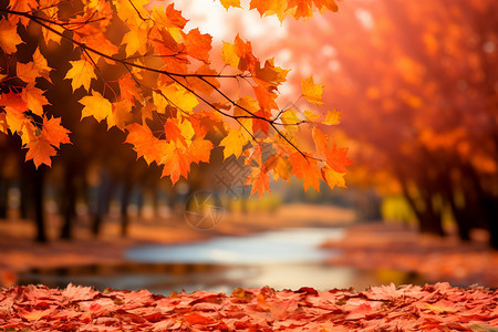 美丽的秋天森林公园景观背景图片