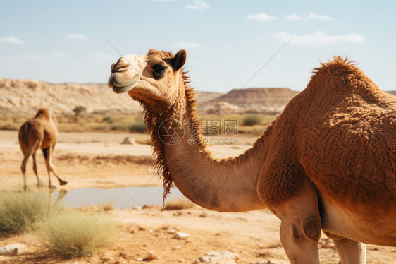 非洲沙漠中的骆驼特写镜头图片