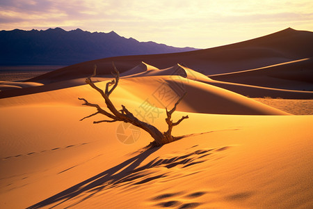 沙漠的荒野景象图片