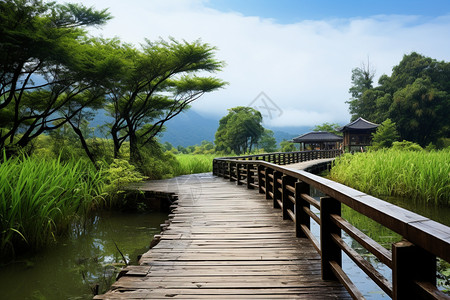 湿地的绿植和风景图片