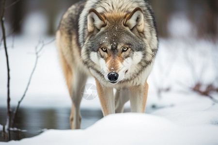 冬天荒野中的野狼图片