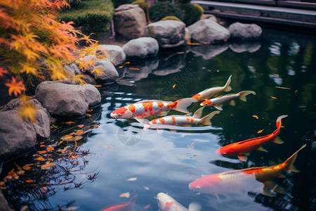 池塘里的锦鲤背景图片