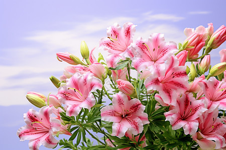 庆祝母亲节的康乃馨花束图片